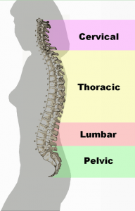 Spinal Column