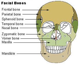 facial anatomy